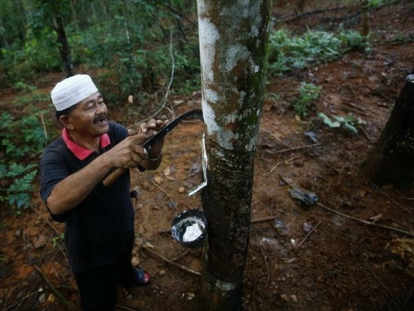 Malaysia sản xuất sản phẩm “cao su xanh” để duy trì vị trí dẫn đầu